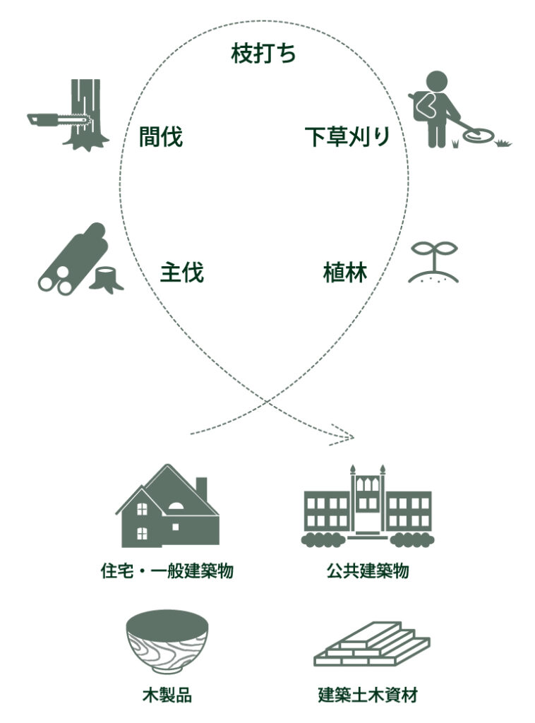 森林（人工林）の育成と役割